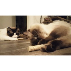 Addicted Candy 2 pcs